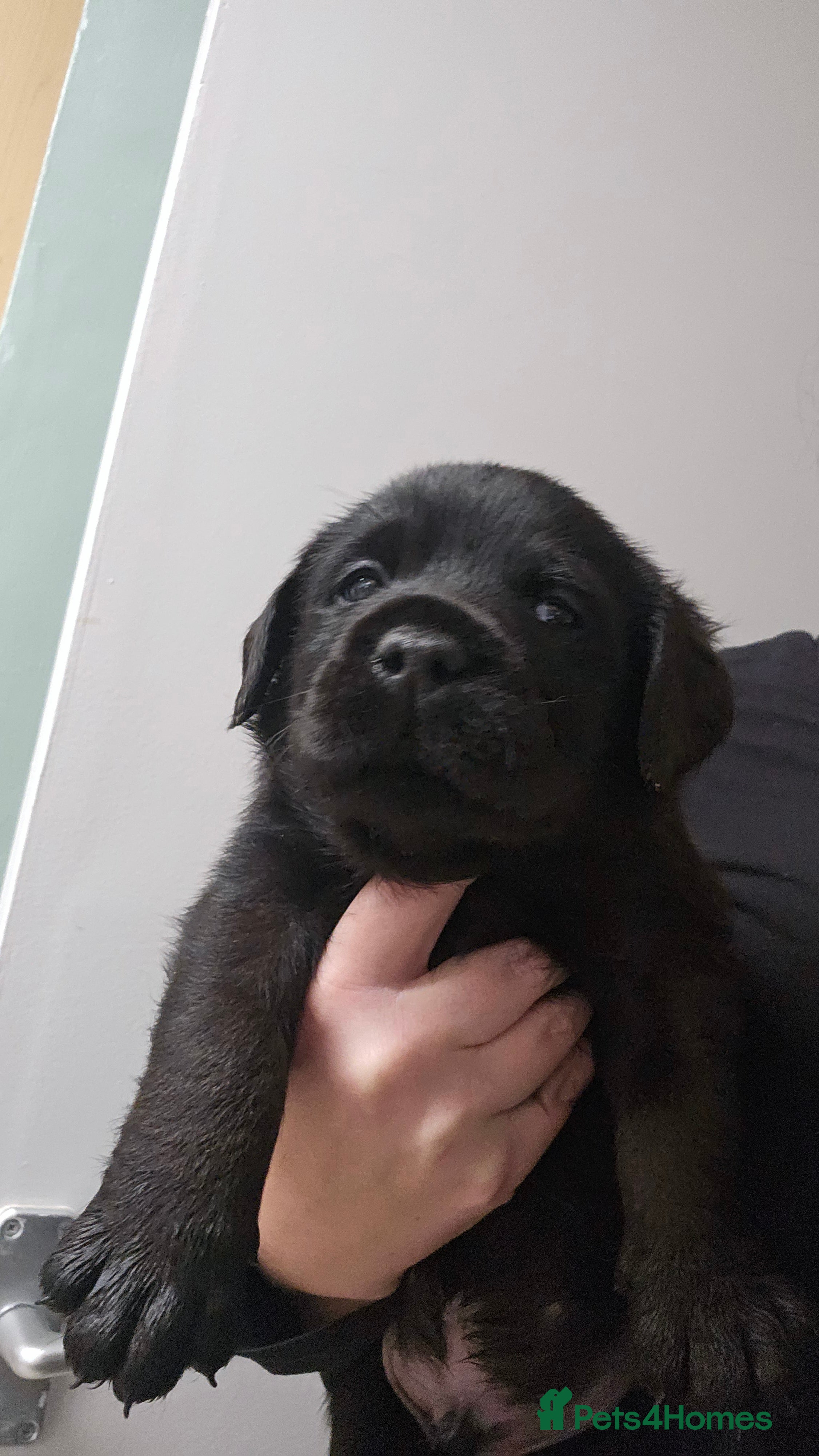 Labrador Retriever dogs Beautiful KC Show Line Labrador Puppys  - Advert 4