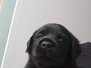 Labrador Retriever dogs Beautiful KC Show Line Labrador Puppys - Advert 4