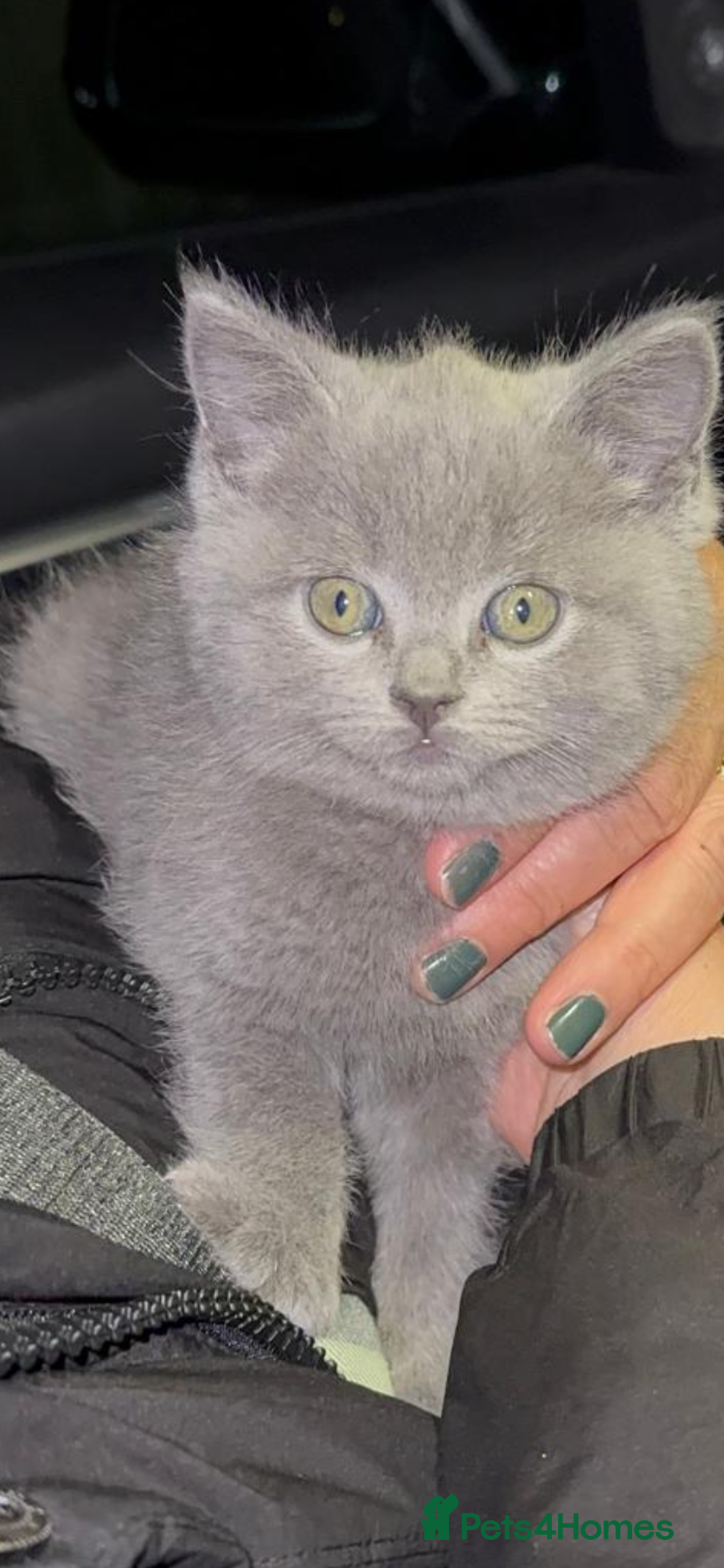 British Longhair cats for sale: Beautiful British blue kittens  - Image 2