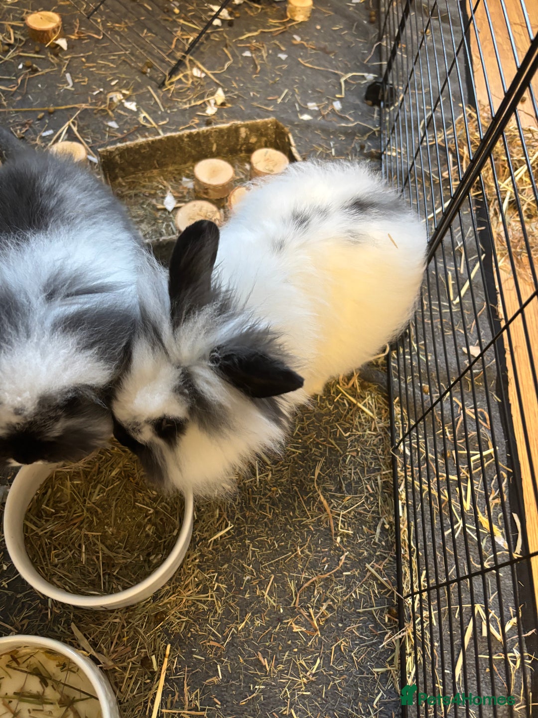 Mini Lop rabbits for sale: Bunnies for sale! - Image 4