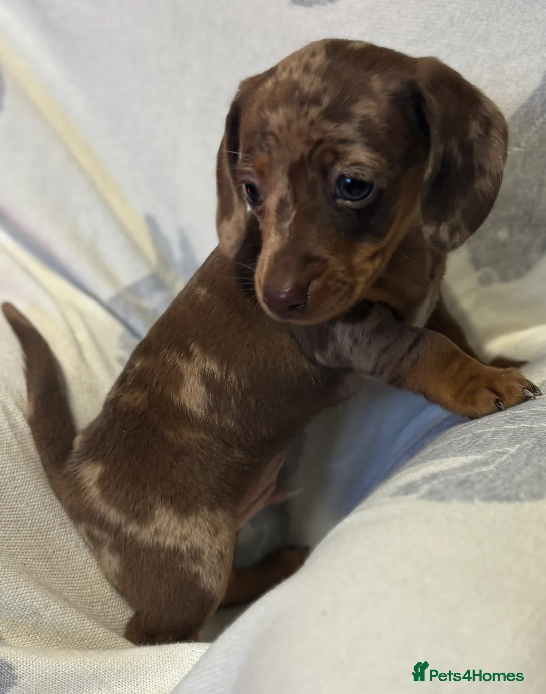 Dachshund dogs for sale: Two beautiful boys  - Advert 4