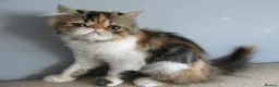 Persian cats for sale: Fantastic Female Persian kitten ready now - Advert 9