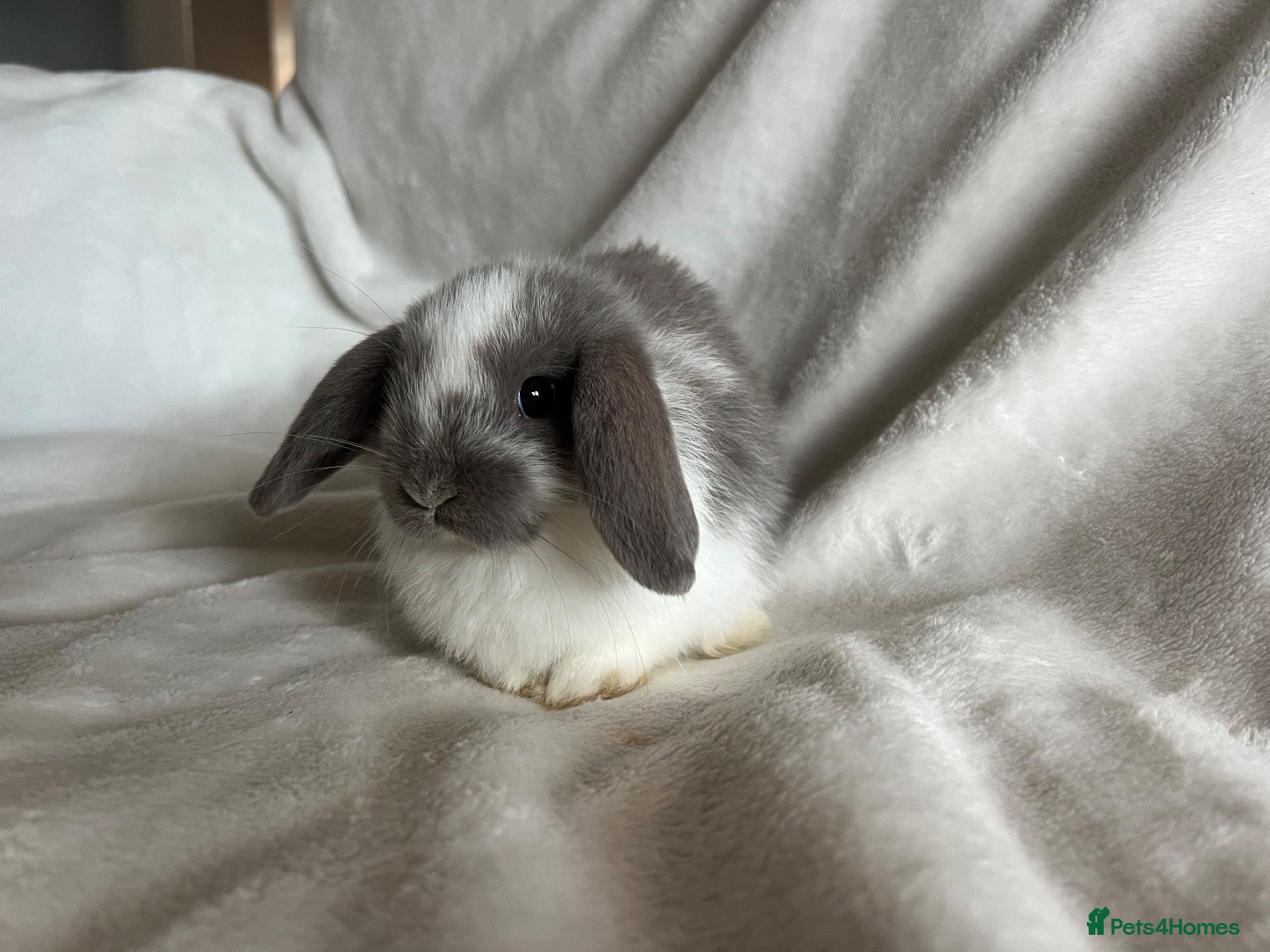 Mini Lop rabbits for sale: Mini Lops Ready To Leave Now  - Advert 1