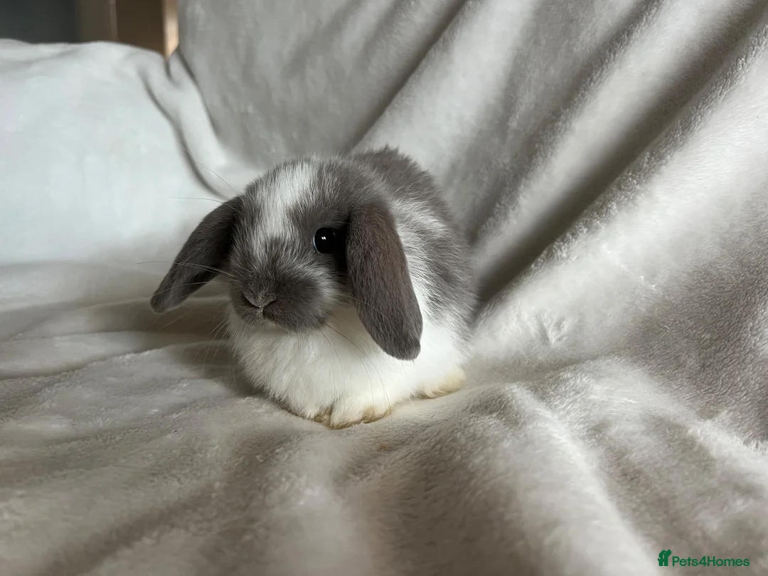 Mini Lop rabbits for sale: Mini Lops Ready To Leave Now  - Advert 1