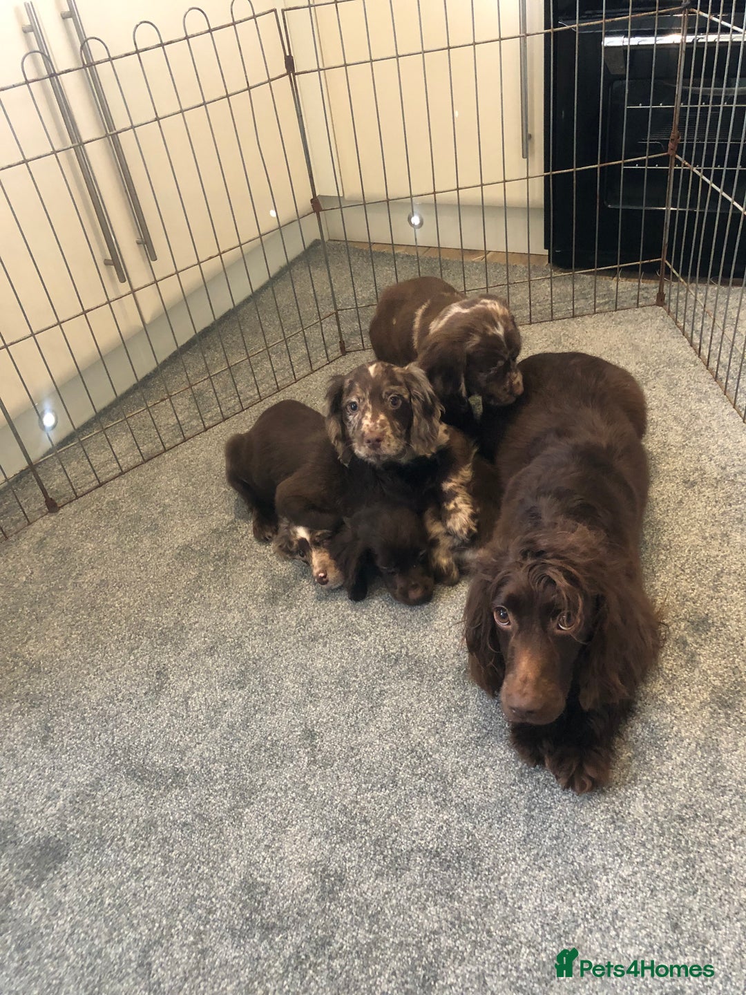 Cocker Spaniel dogs for sale: Cocker spaniel puppys - Advert 10