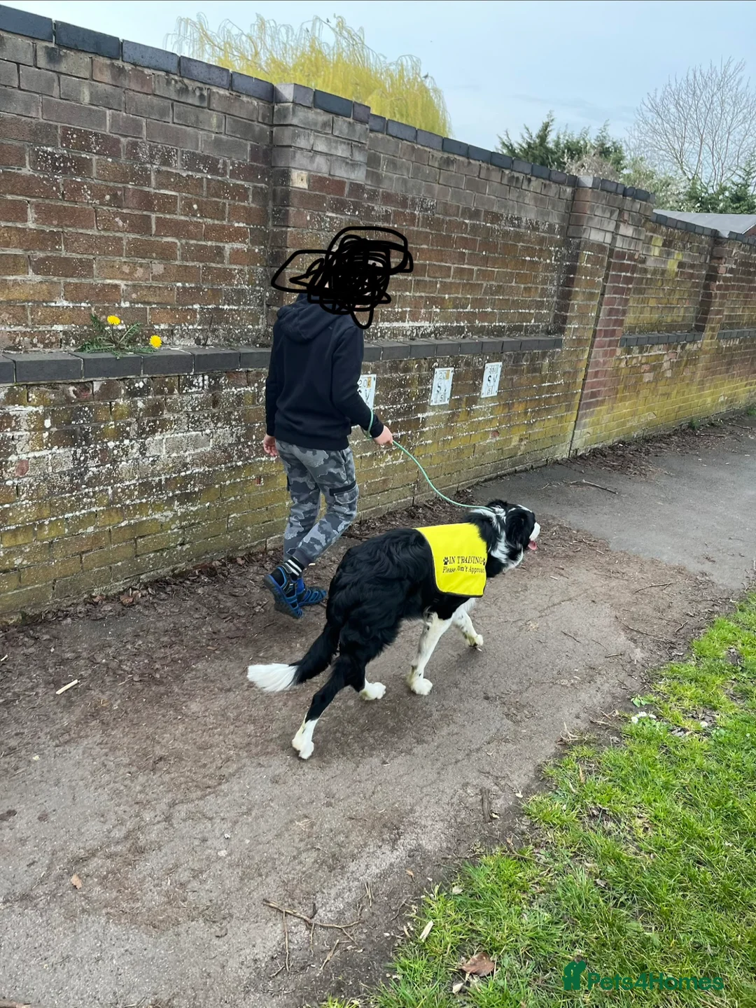 Border Collie dogs for sale: Freddy our 9 month collie in Gloucester - Advert 9