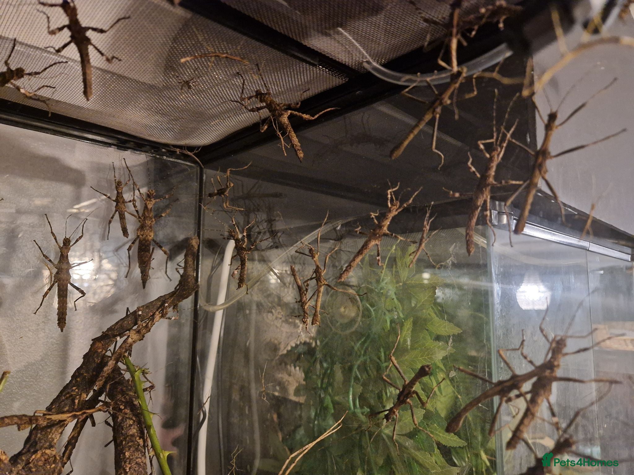 Stick Insects invertebrates Sunny stick insects - Advert 3