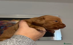 Cocker Spaniel dogs for sale: Red Cocker Spaniel Puppies - Image 11