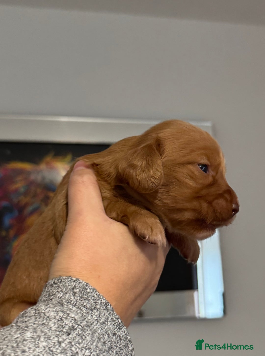 Cocker Spaniel dogs for sale: Red Cocker Spaniel Puppies - Image 11