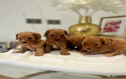 Cavapoo dogs for sale: 🐾red F1 Cavapoo puppies🐾  - Image 1