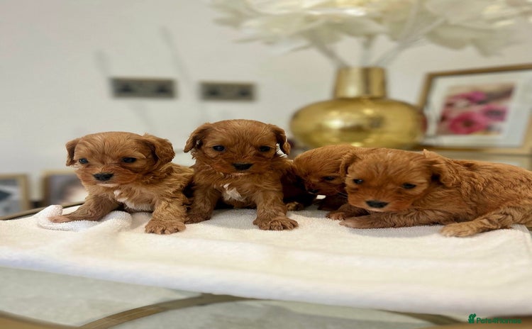Cavapoo dogs - Advert 12