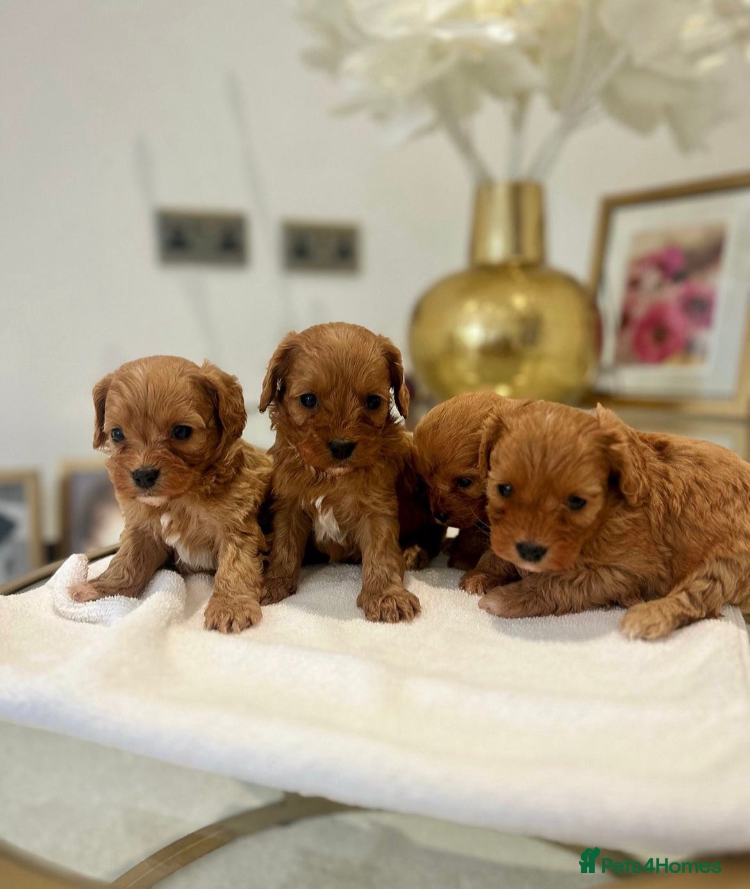 Cavapoo dogs for sale: 🐾red F1 Cavapoo puppies🐾  - Image 1