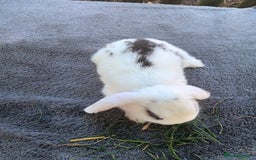 Mini Lop rabbits for sale: Mini lops - Image 4