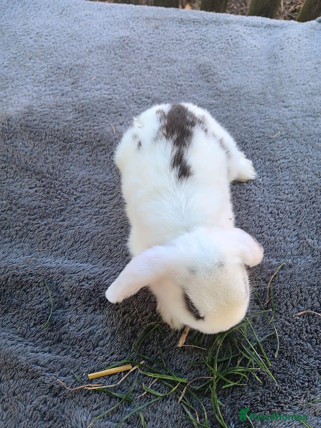 Mini Lop rabbits for sale: Mini lops - Image 4