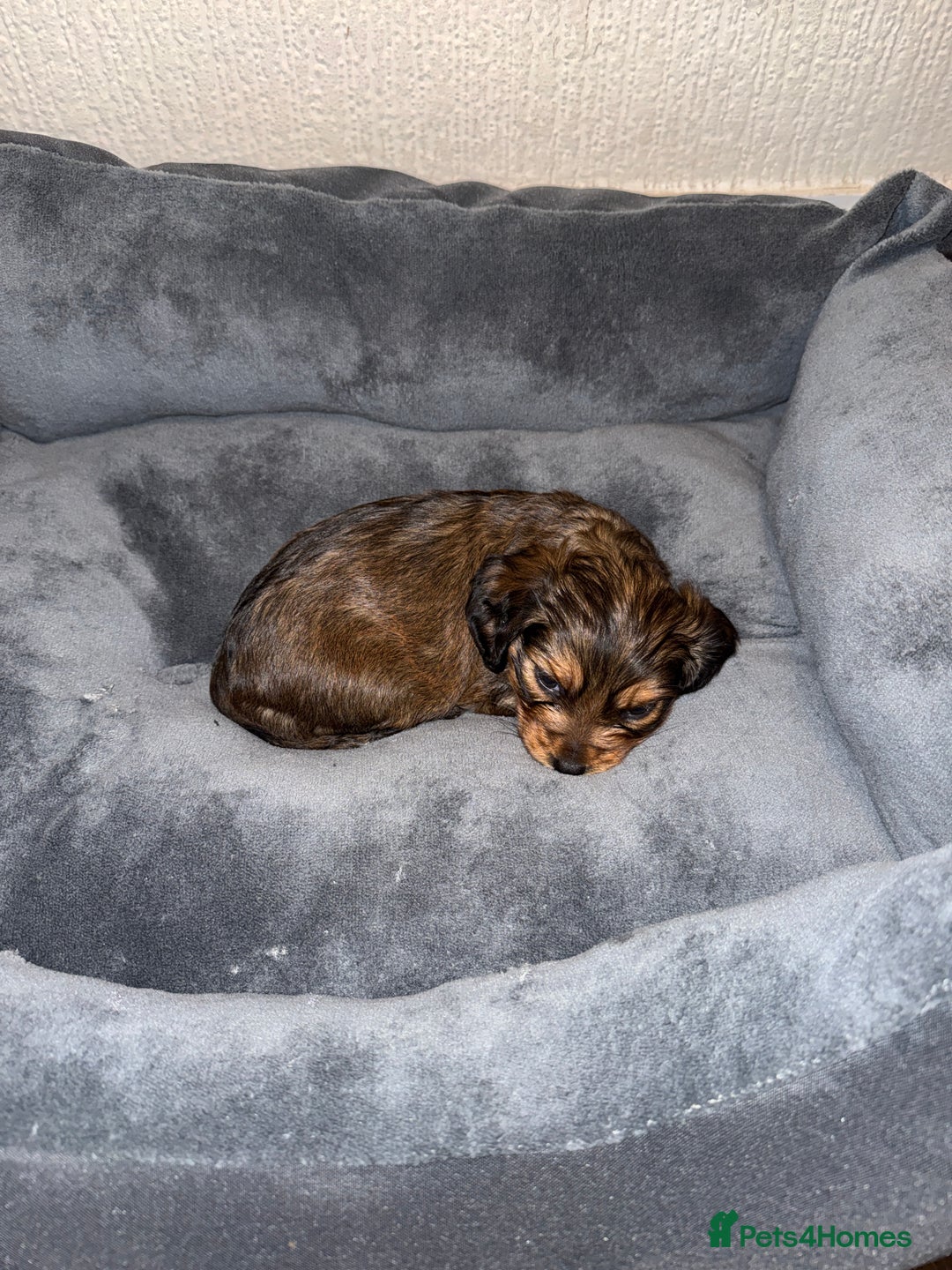 Mixed Breed dogs for sale: Corkiepoo puppies for sale 🐶 - Advert 11