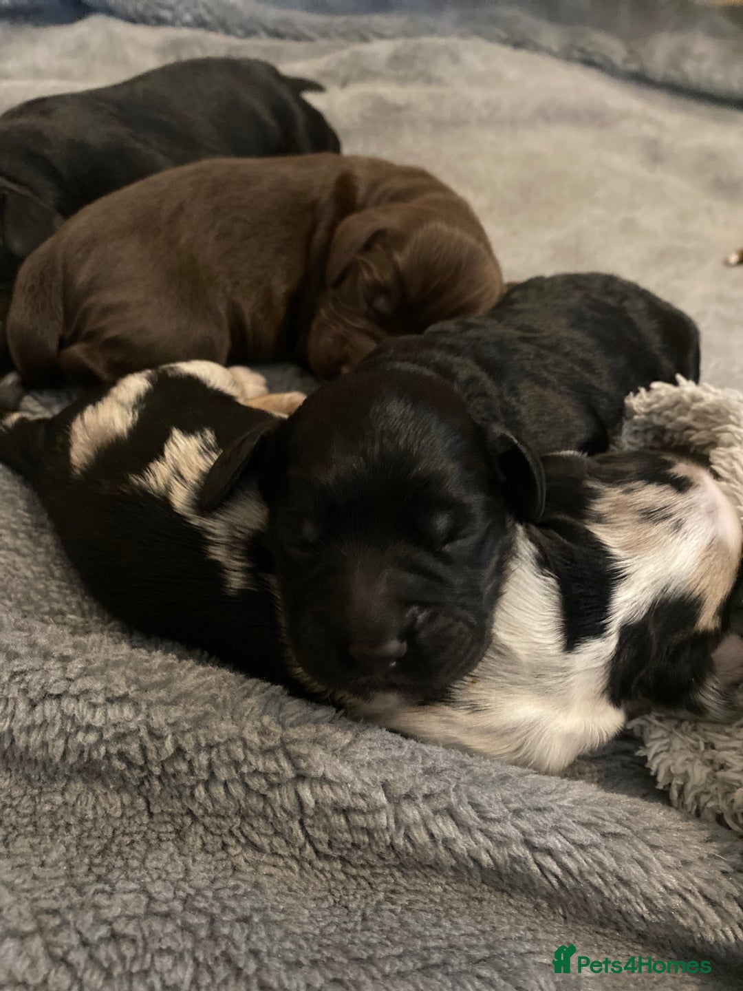 Sprocker dogs for stud: Milo  - Image 11