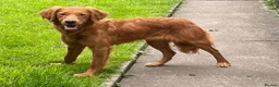 Golden Retriever dogs for sale: DARK RED KC REG GOLDEN PUPPIES HEALTH TESTED CLEAR - Advert 23
