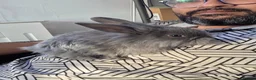 Mixed Breed rabbits for sale: Bunny  - Advert 5