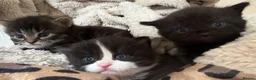 Mixed Breed cats for sale: British shorthair X Ragdoll 1M 2F left - Advert 1