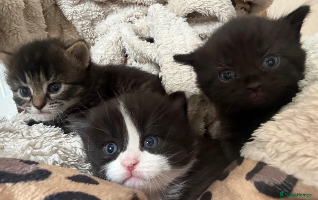 Mixed Breed cats for sale: British shorthair X Ragdoll 1M 2F left - Advert 1