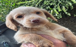 Australian Labradoodle dogs for sale: Stunning Multigen Mini Australian Labradoodle mix. - Image 12