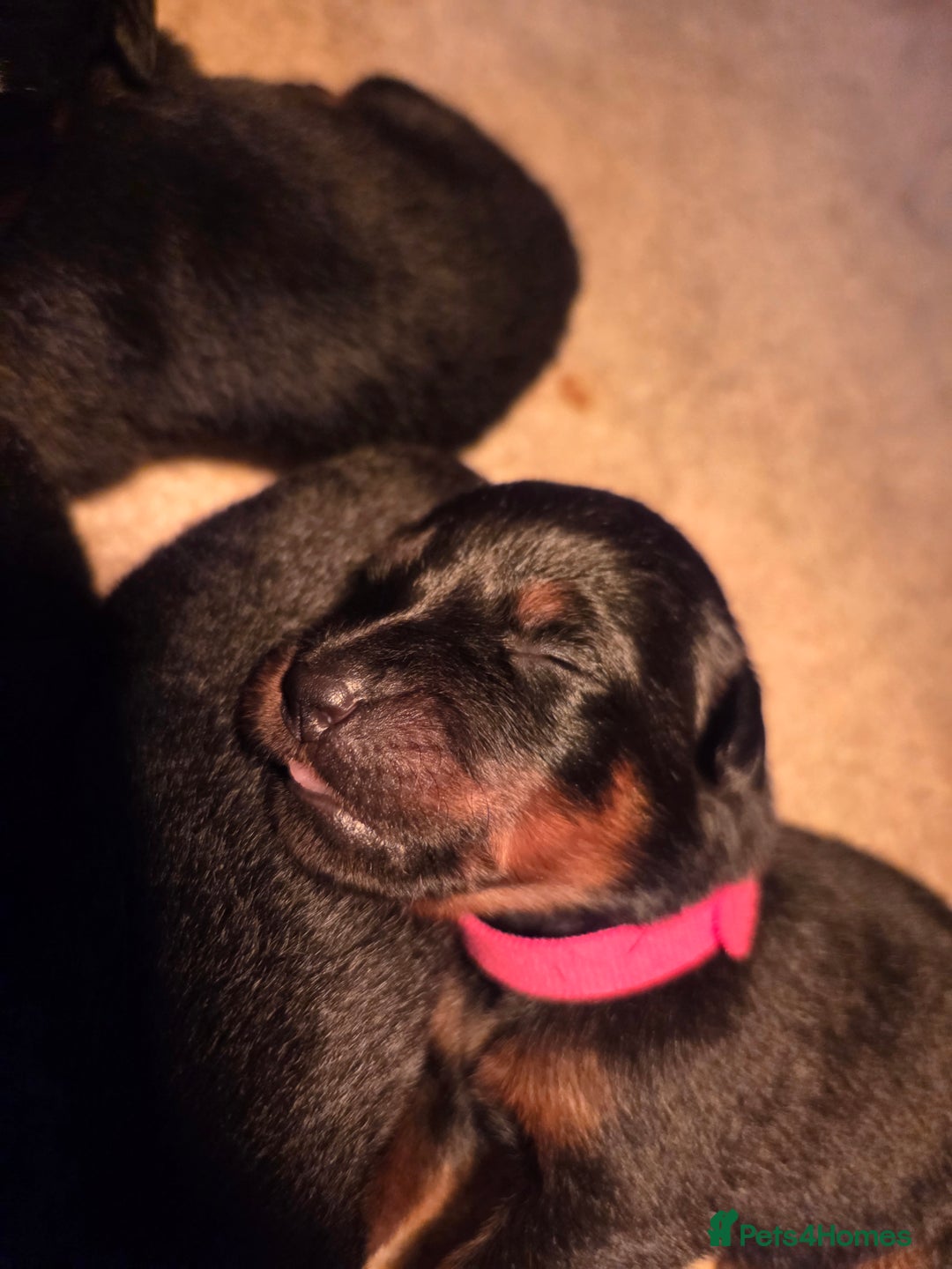 Rottweiler dogs for sale: Rottweiler  - Image 3