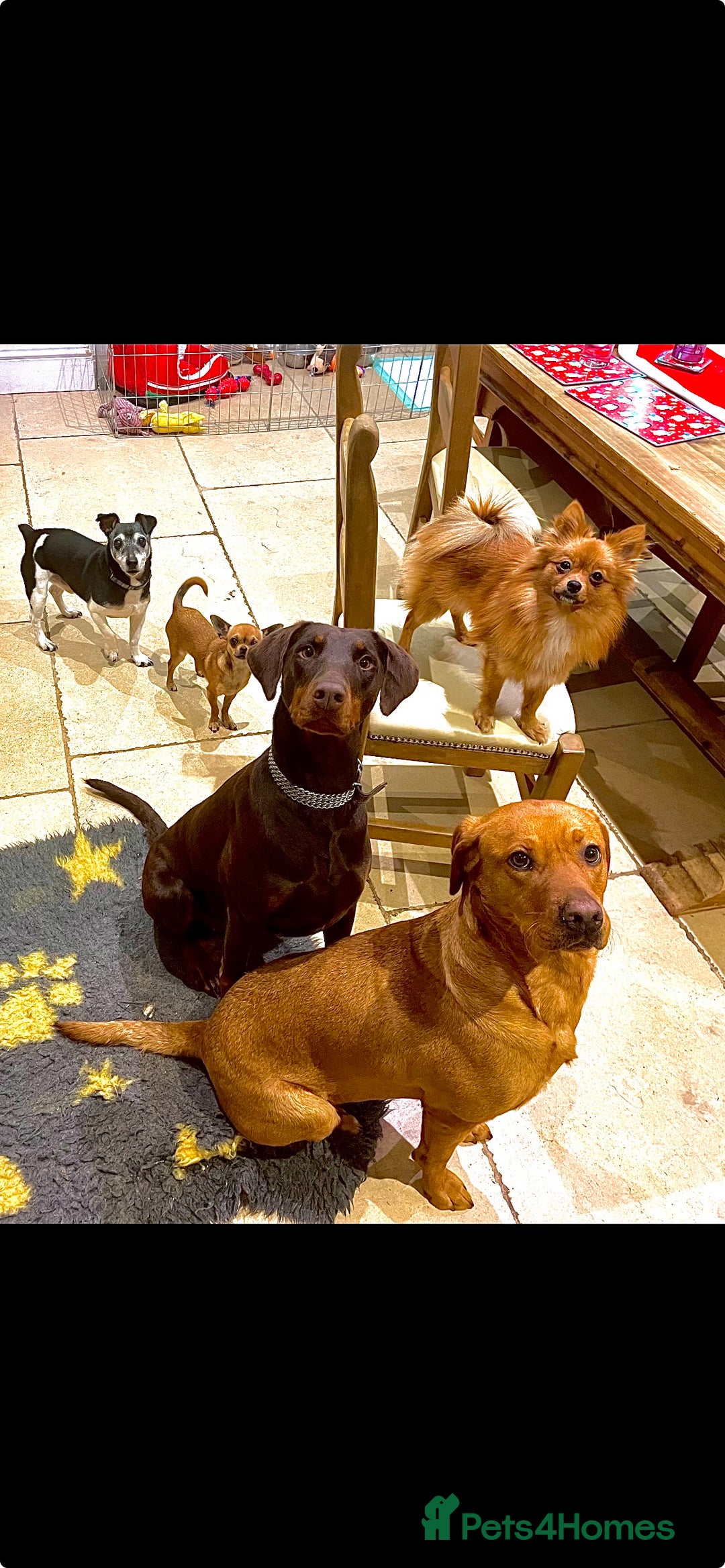 Dobermann dogs for sale: Female Chocolate Doberman  - Image 5