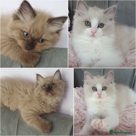 Ragdoll cats - Advert 1