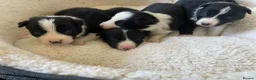 Border Collie dogs for sale: ☀️Stunning Border Collie Puppies☀️ - Advert 10