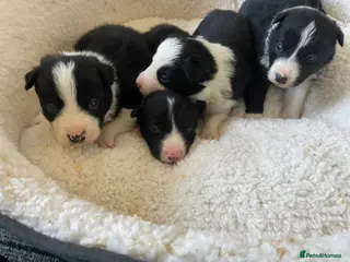 Border Collie dogs ☀️Stunning Border Collie Puppies☀️ - Advert 2