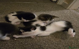 Mixed Breed cats for sale: Sweet kittens  - Image 3