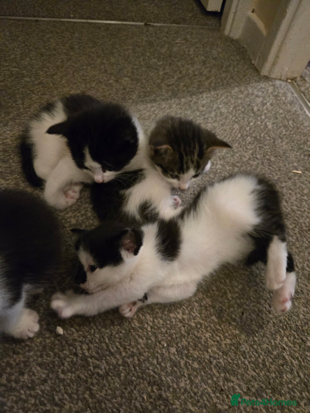Mixed Breed cats for sale: Sweet kittens  - Image 3