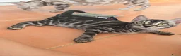 Bengal cats for sale: Silver Charcoal Bengal Female - Advert 8