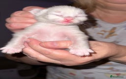 Ragdoll cats for sale: Gorgeous Ragdoll Cross Kittens - Image 7