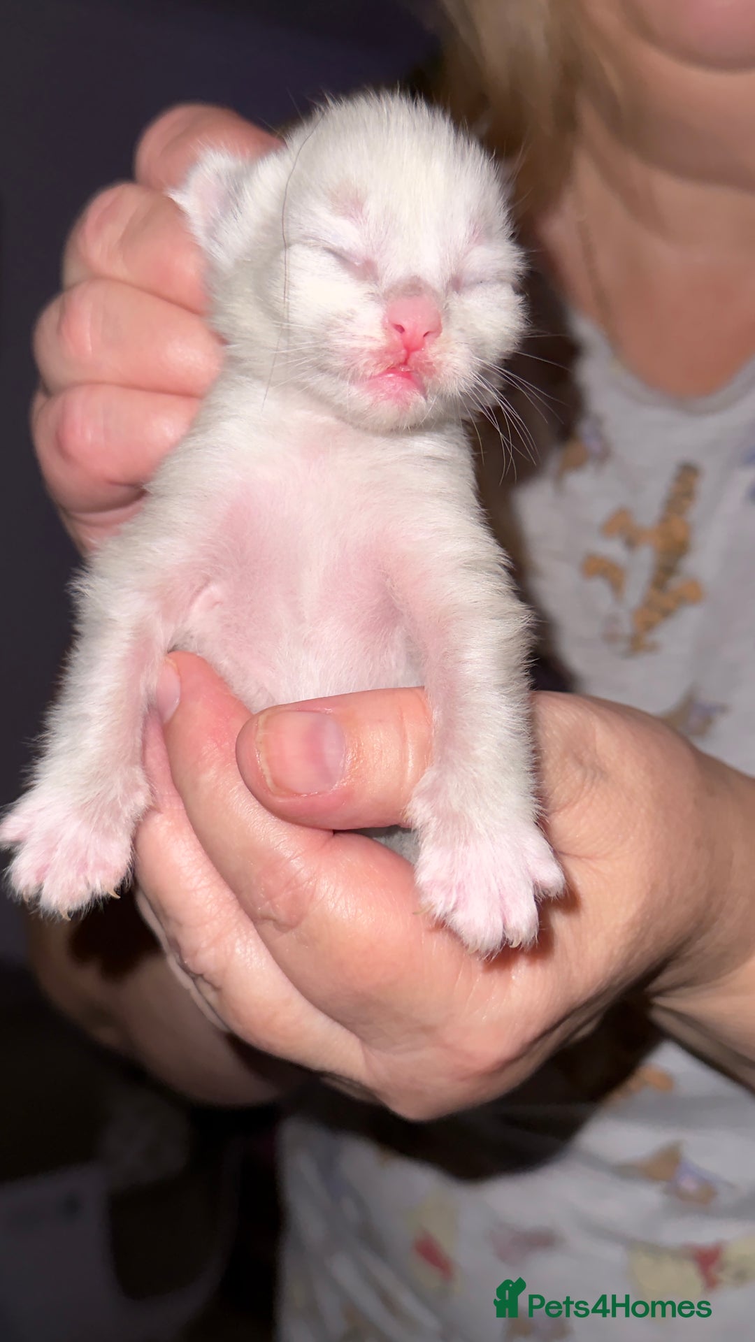 Ragdoll cats for sale: Gorgeous Ragdoll Cross Kittens - Image 7