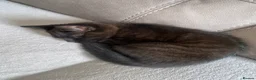 Mixed Breed cats for sale: 3 kittens and Mum Cat - Advert 2