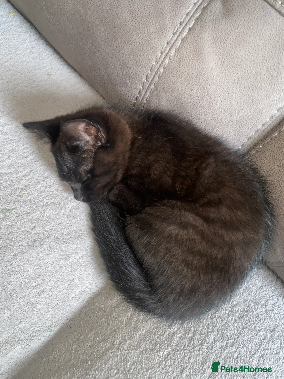 Mixed Breed cats for sale: 3 kittens and Mum Cat - Advert 2
