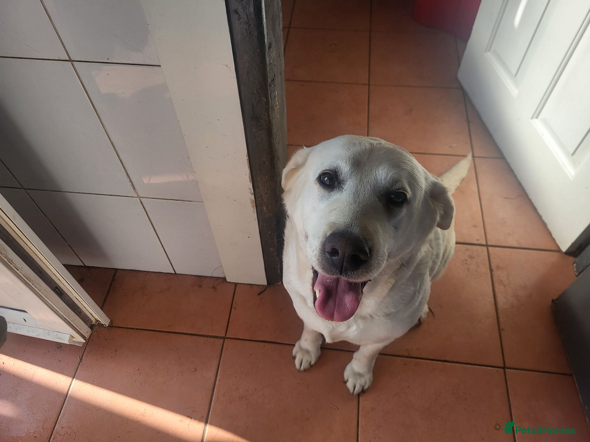 Labrador Retriever dogs Labrador Retriever kc reg - Advert 2