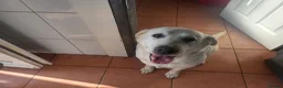 Labrador Retriever dogs for sale: Labrador Retriever kc reg - Advert 1