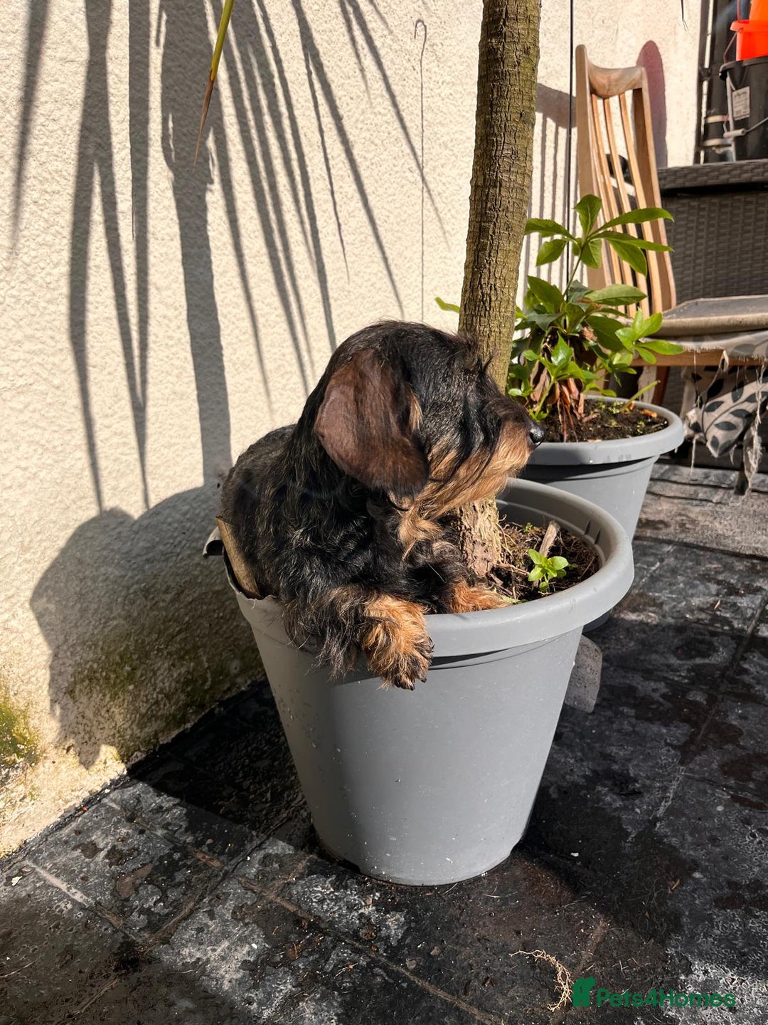 Miniature Dachshund dogs for sale: Pebbles Wirehair Miniature Dachshund  - Image 7