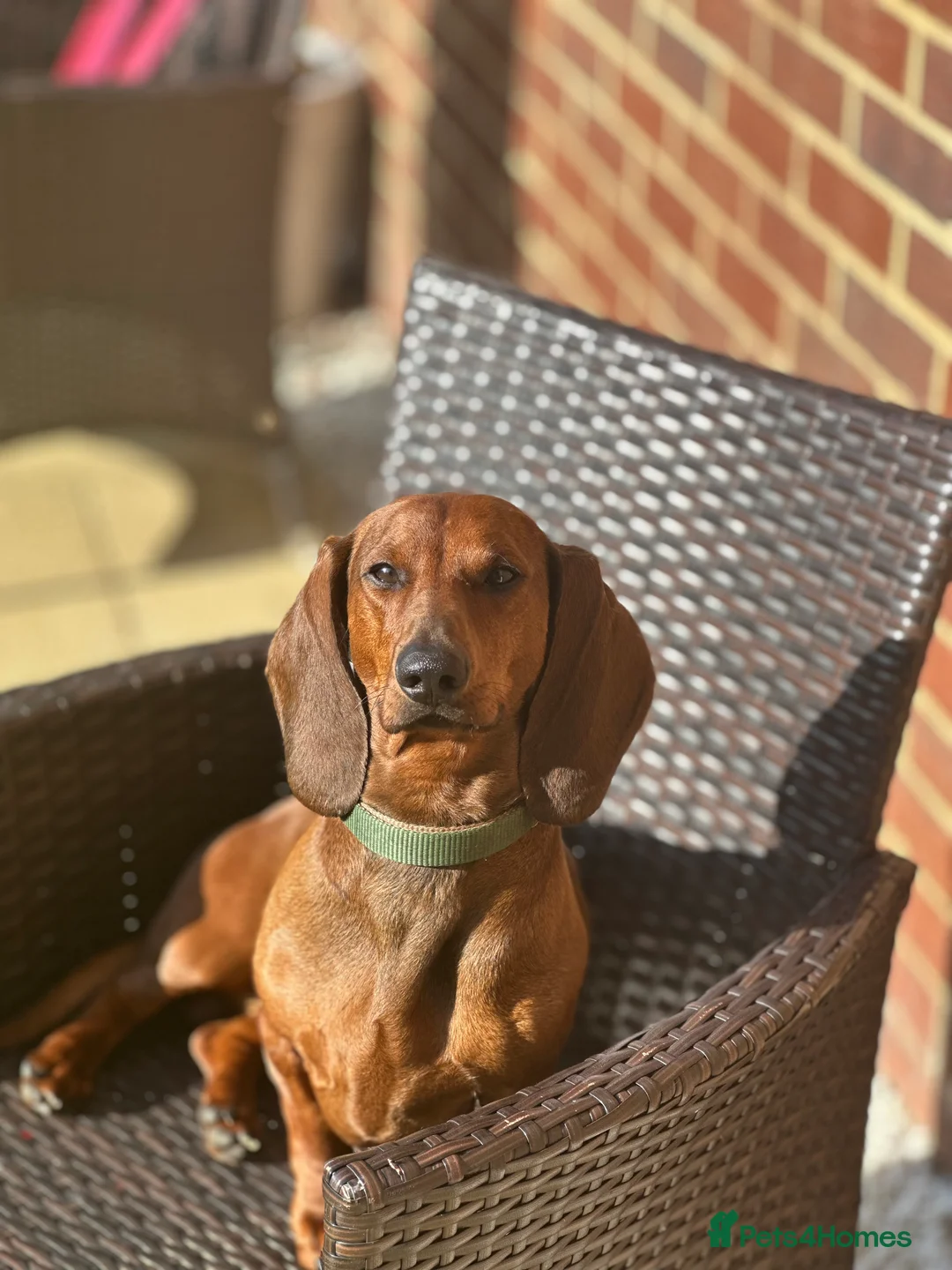 Dachshund dogs for stud: KC Standard smooth red hair dachshund  stud in Banbury - Advert 2