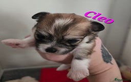 Mixed Breed dogs for sale: F1 Malchi puppys from health tested parents  - Image 8