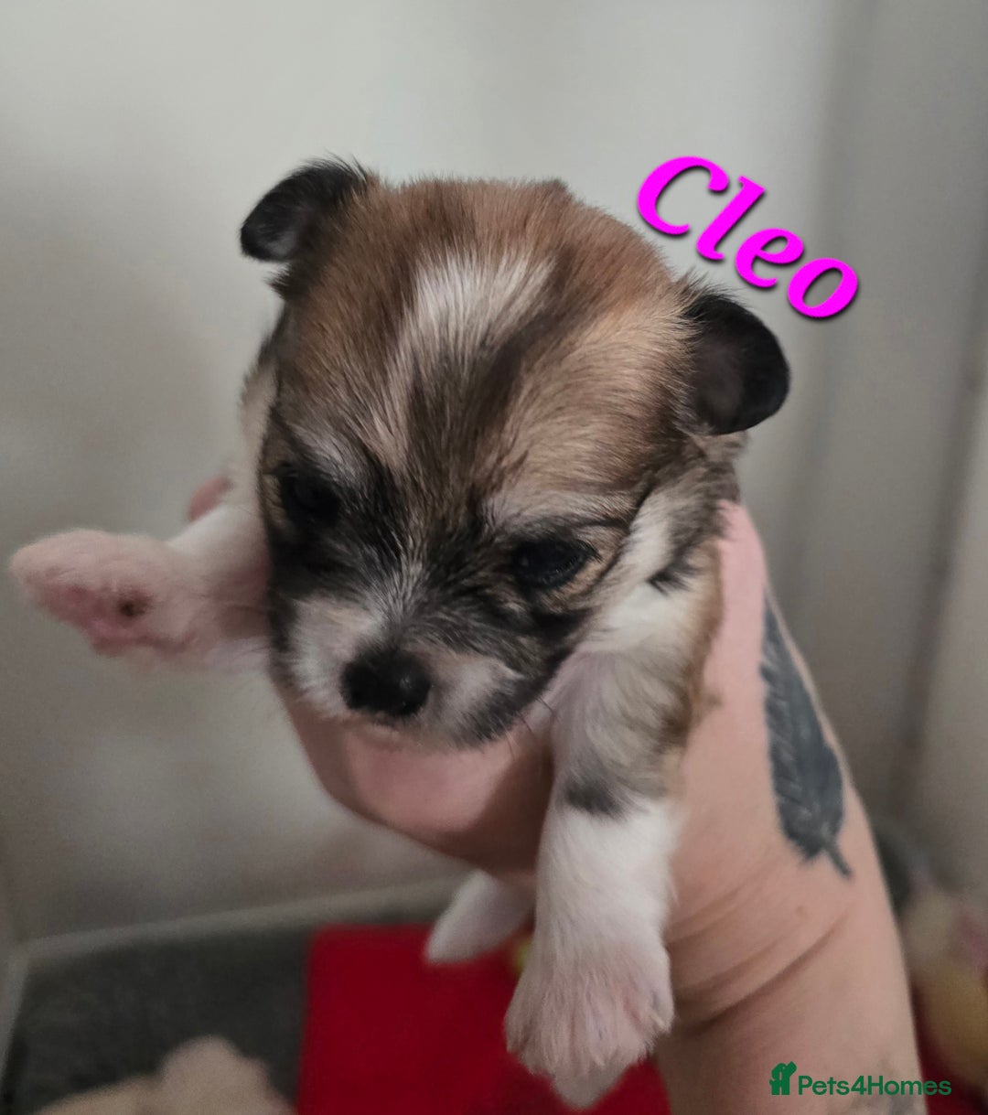 Mixed Breed dogs for sale: F1 Malchi puppys from health tested parents  - Image 8