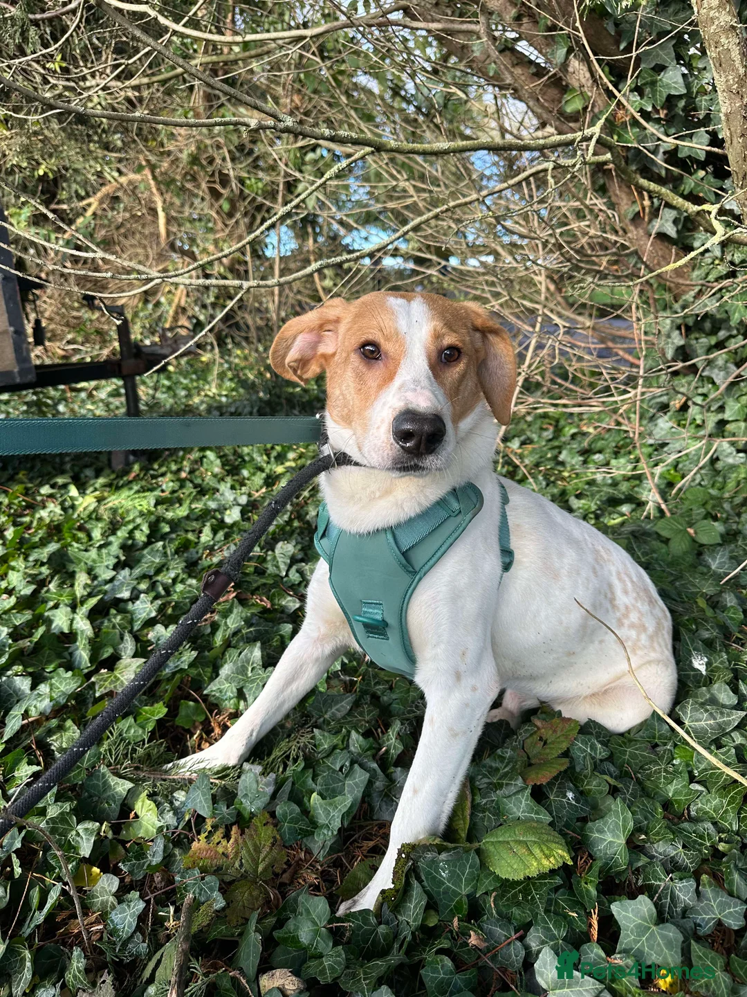 Mixed Breed dogs for adoption: Meet Jordan, currently residing in Cheshire  in Nantwich - Advert 2