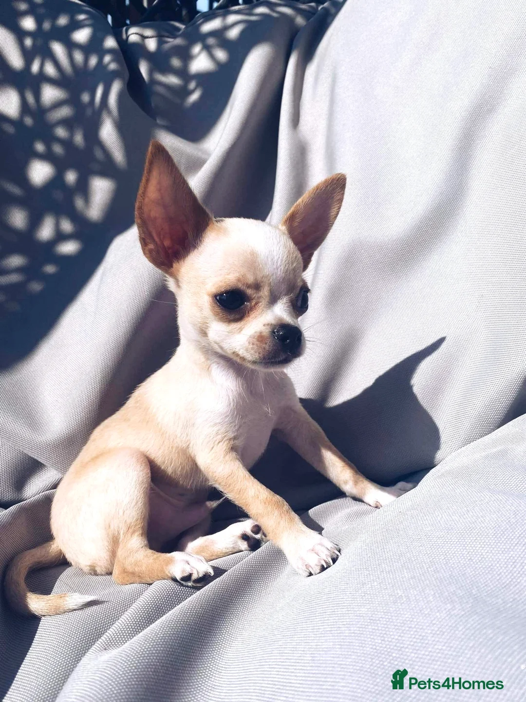 Chihuahua dogs for stud: **PROVEN STUD** ** Chihuahua in Pudsey - Advert 8