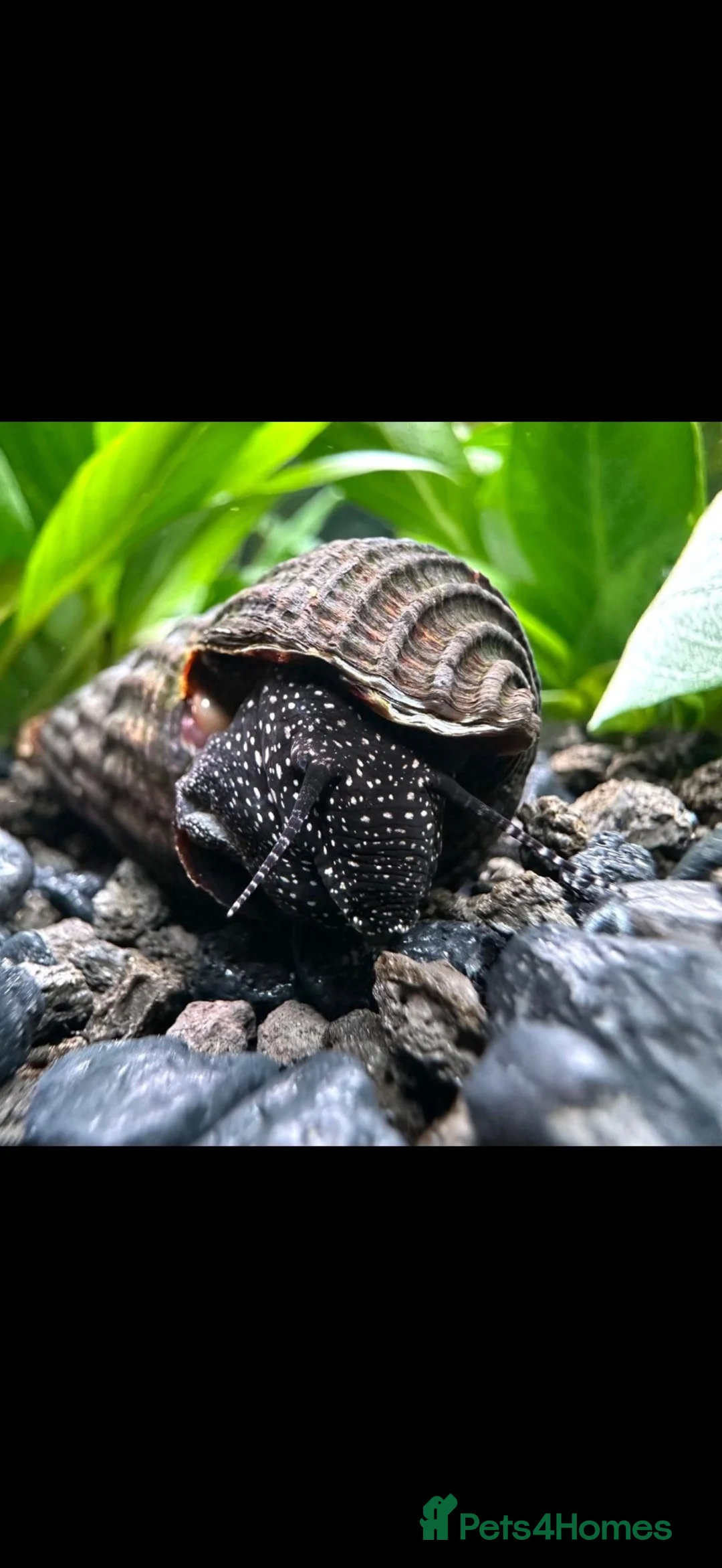 Snails fish for sale: (Swap) please read description  in Borehamwood - Advert 2