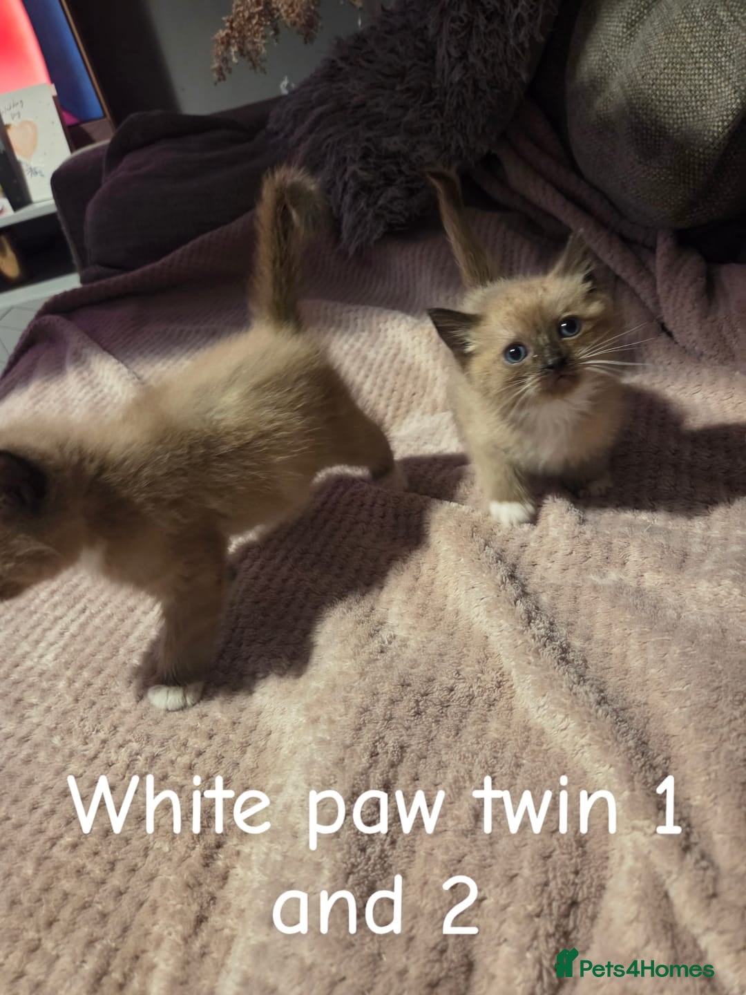Ragdoll cats for sale: Beautiful Ragdoll Kittens - Image 13