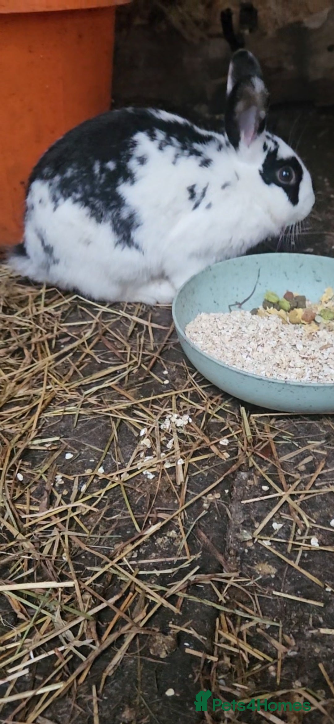 Dutch rabbits Dutch  - Advert 17