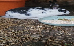 Dutch rabbits for sale: Dutch  - Image 1