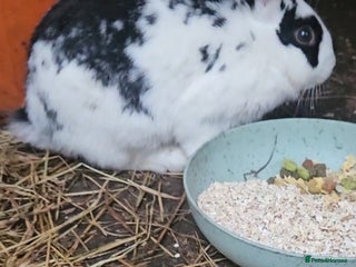 Dutch rabbits - Advert 9